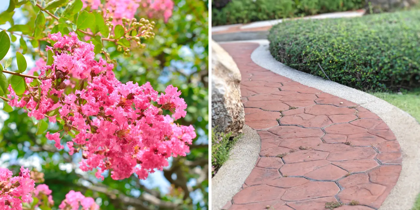 サルスベリの花と分譲地内の小道